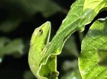 Madagascan Discoverer
