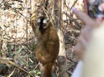 Madagascan Discoverer