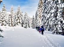 Snowshoeing in the forest