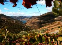 Douro Valley vineyards