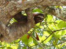 Sloth in Costa Rica