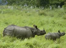 One-horned Rhinoceros mother and calf, Barahi Jungle Lodge