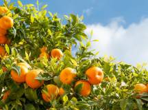 orange-trees-portugal