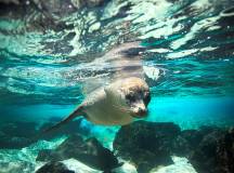 Galapagos Islands Holidays