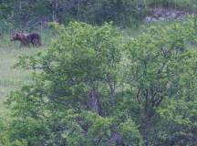 Marsican brown bear