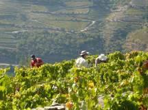 Douro Valley vineyard