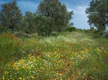 wildflowers