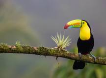 Colourful toucan in Costa Rica