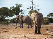 Botswana & Namibia: Delta & Dunes