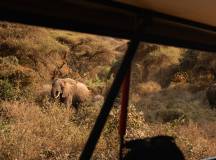 Safari Add-on Tour after Rongai Route