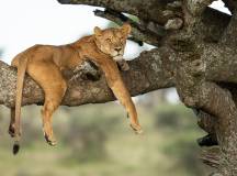 Safari Add-on Tour after Rongai Route