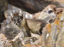 Spitsbergen Explorer: Wildlife Capital of the Arctic (2024)