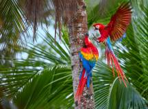 Amazon Rainforest Add-on Tour (from Cuzco)