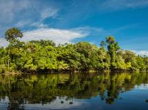Amazon Rainforest Add-on Tour (from Cuzco)