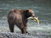 Walking Canada’s Sunshine Coast