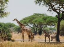 Safari Add-on Tour after Rongai Route