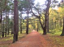 Walking the Speyside Way