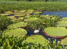 Land of the Jaguar Photographic Safari with Paul Goldstein