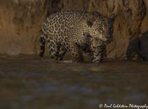 Land of the Jaguar Photographic Safari with Paul Goldstein