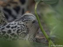 Land of the Jaguar Photographic Safari with Paul Goldstein