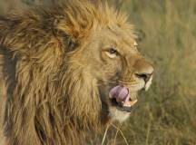 Southern Africa Safari: Kruger & Coast