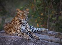 Southern Africa Safari: Kruger & Coast