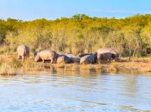 Southern Africa Safari: Kruger & Coast
