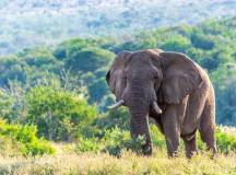 Southern Africa Safari: Kruger & Coast