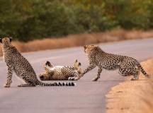 Southern Africa Safari: Kruger & Coast