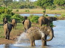 Southern Africa Safari: Kruger & Coast