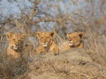 Southern Africa Safari: Kruger & Coast