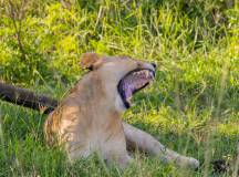 Southern Africa Safari: Kruger & Coast