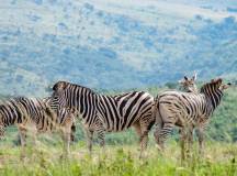 Southern Africa Safari: Kruger & Coast