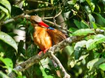 Borneo & the Malaysian Peninsula