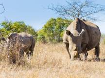 Southern Africa Safari: Kruger & Coast