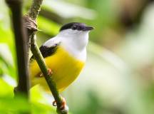 Discover Costa Rica – with Dominical