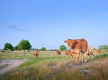 Cycle the Coastal Portuguese Camino