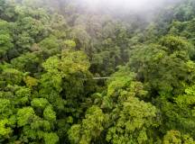 Zip Line