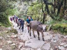 Nepal