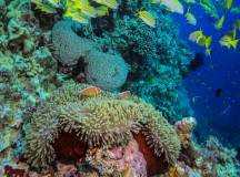 Outerknown Adventures on the Great Barrier Reef Cruise – Premium Adventure