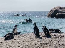 South Africa: Family Cape Adventure