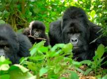 Chimps & Gorillas of Uganda