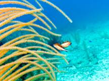 Belize Reef & Ruins