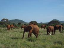 RCGS: Classic Kenya 4WD Safari with Patricia Sims