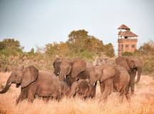 RCGS: Classic Kenya 4WD Safari with Patricia Sims