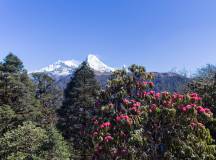 Walking Annapurna Foothills – Privately Guided