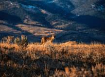 Yellowstone Walks & Wildlife