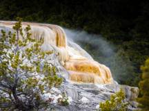 Yellowstone Walks & Wildlife