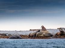 Ultimate Arctic Voyage: From Svalbard to Jan Mayen to Iceland