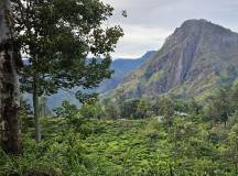 Sri Lanka: Wild Family Adventure